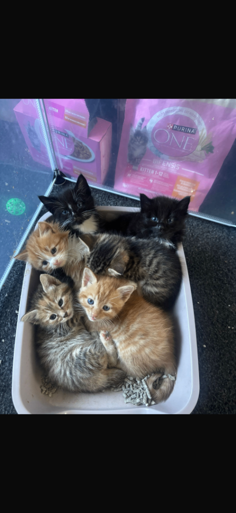 Beautiful kittens for sale
