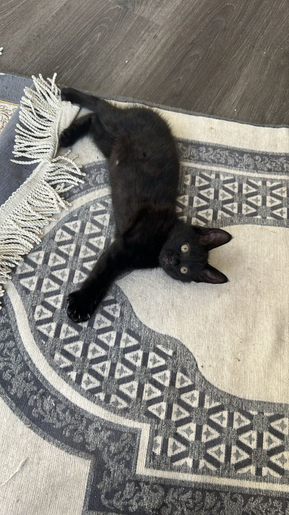 2 Beautiful Kittens Looking for Their Forever Homes