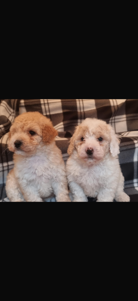 Poochon puppies for sale 