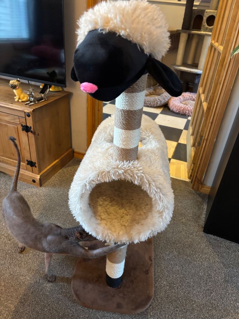 Cat toy