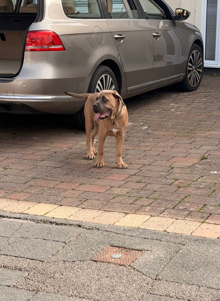 Cane corso puppy