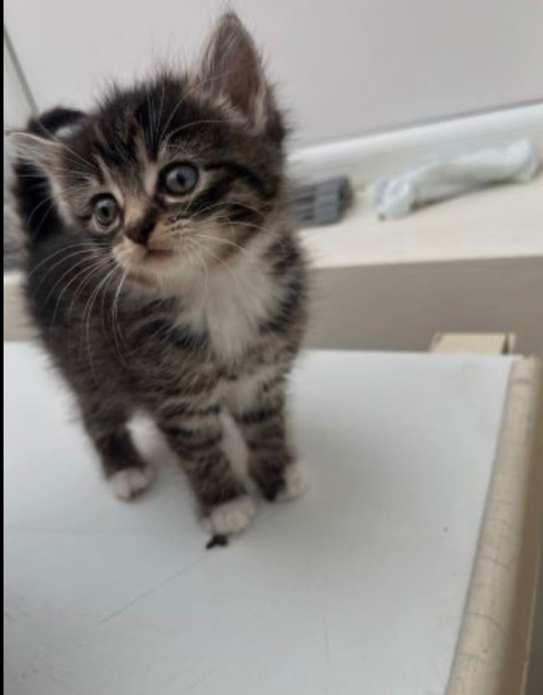 Kitten for sale 