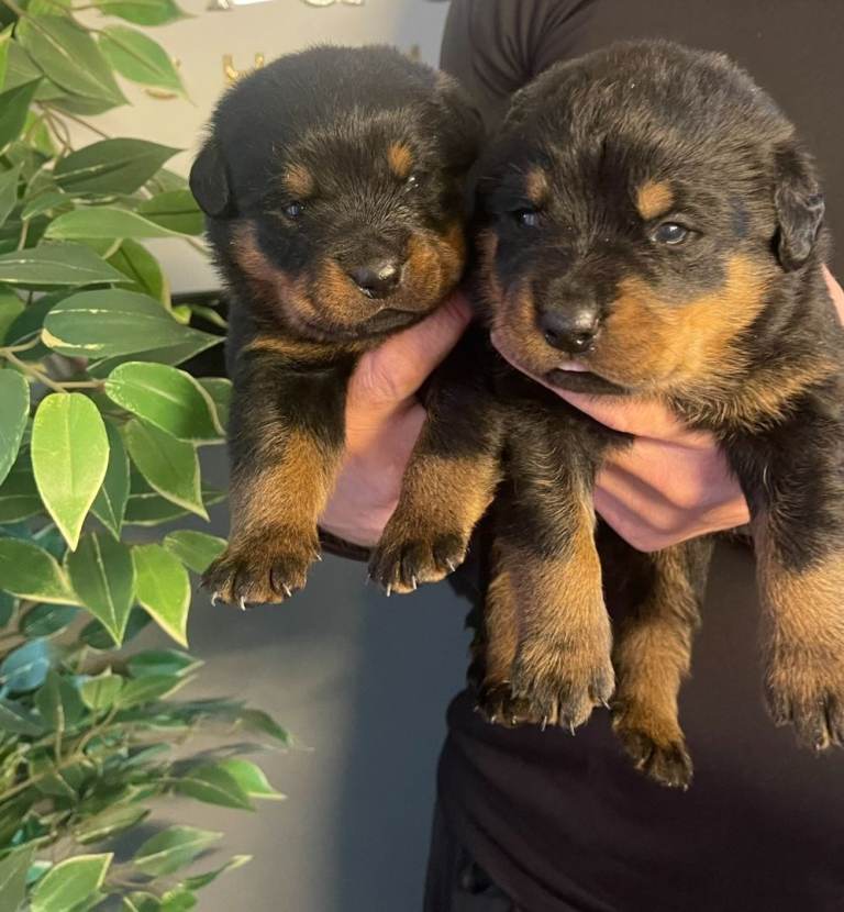 Rottweiler puppies 🐶 