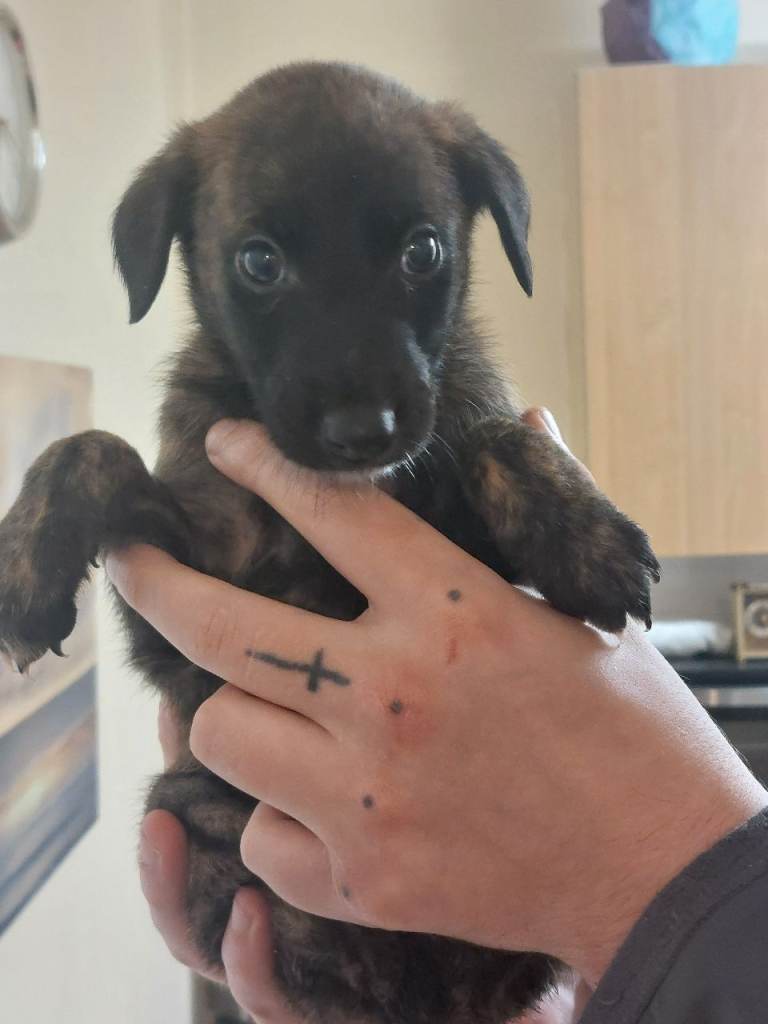 Belgian malinois cross whippet puppies 