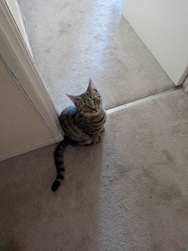 FREE MALE CATS