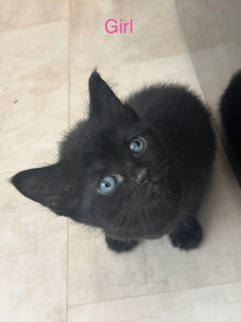 Kittens 