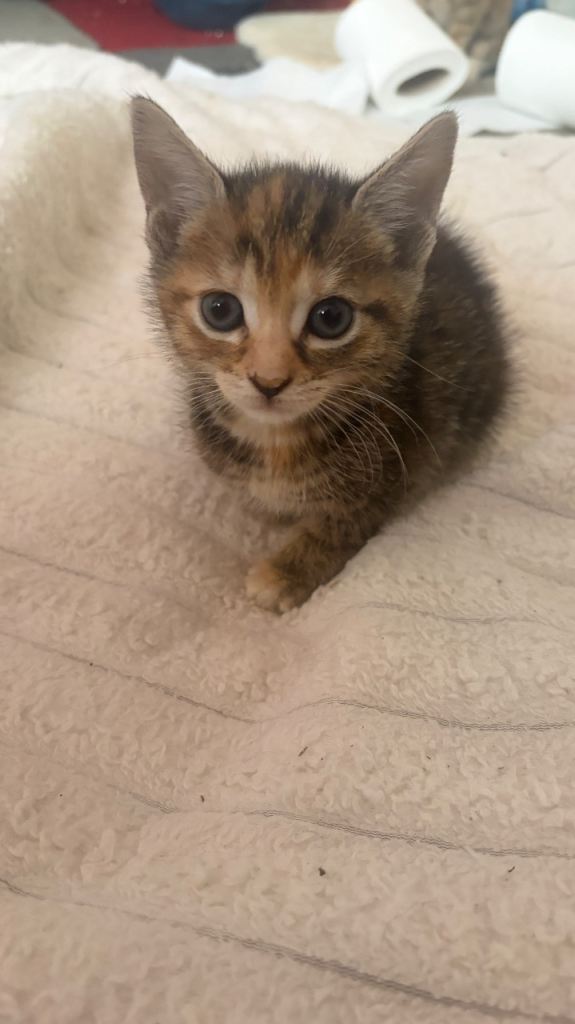 5 gorgeous kittens looking for their loving forever homes 🐾