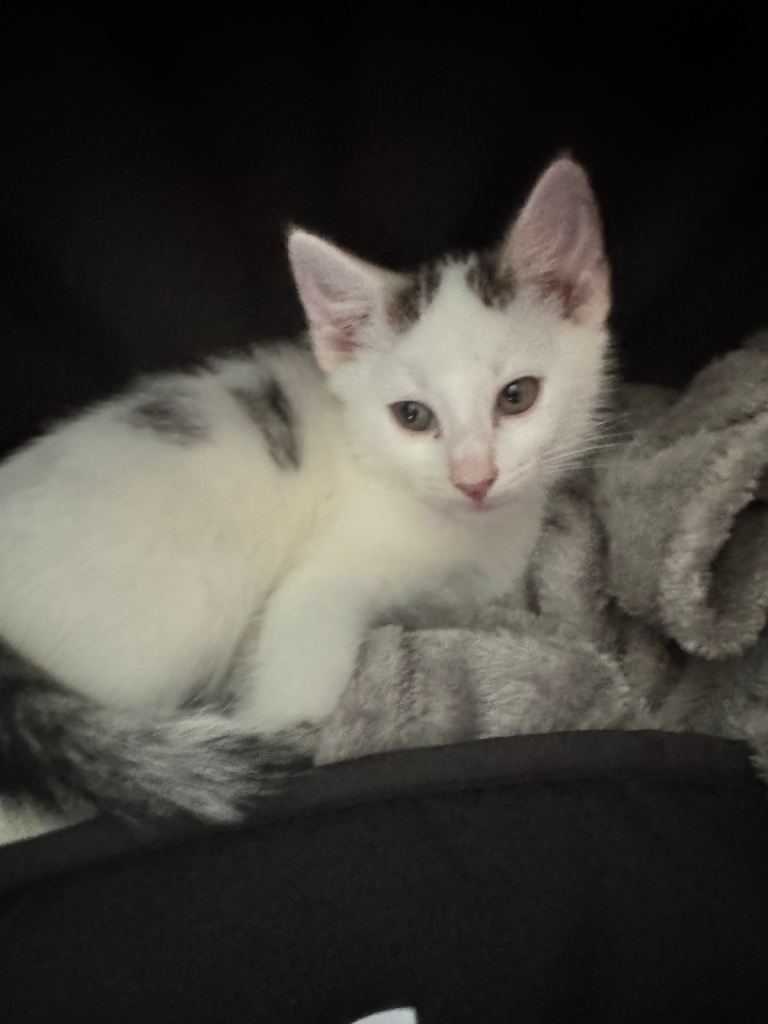 Kittens looking for forever homes 