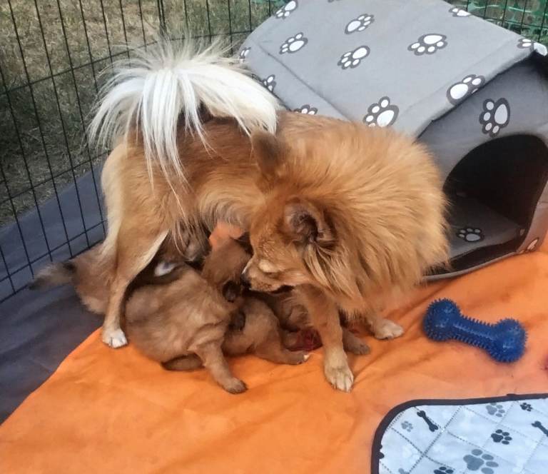 2 boys and girl