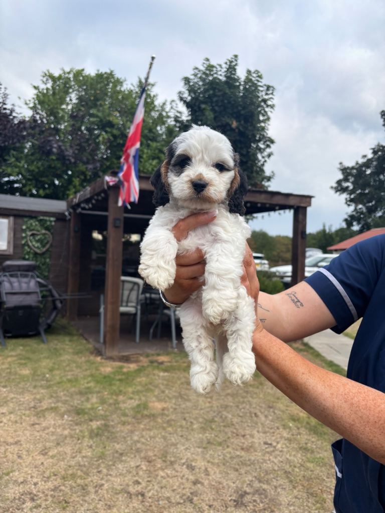 F2 cockapoo puppies