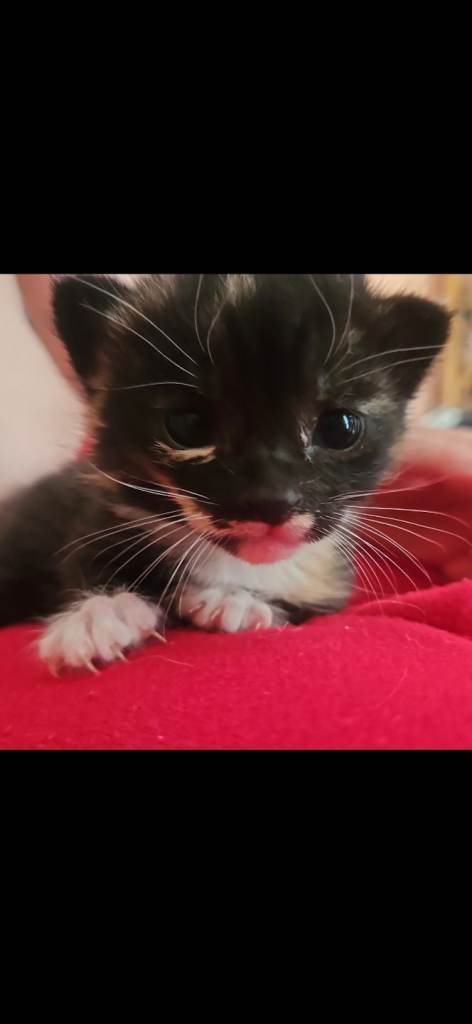 Female kittens 