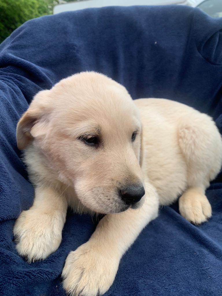 Labrador retriever puppies 