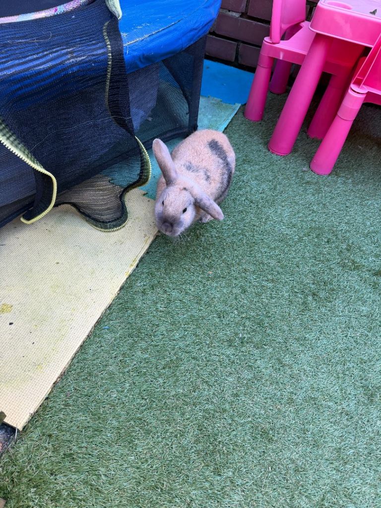 2 rabbits male&female