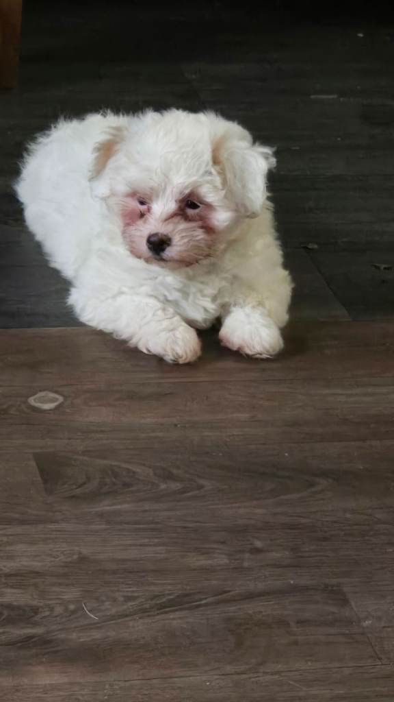 Maltichon puppies 