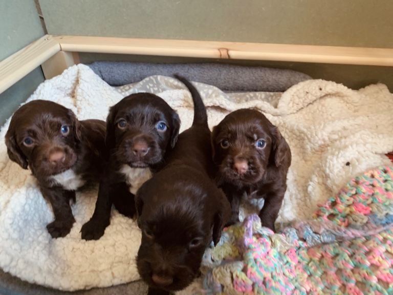 cocker spaniel puppy’s 