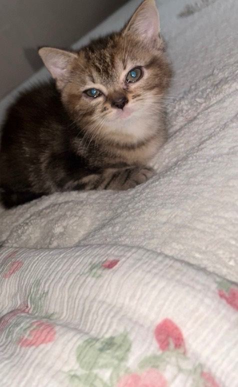 1 lovely kitten ready to go to a lovely home 