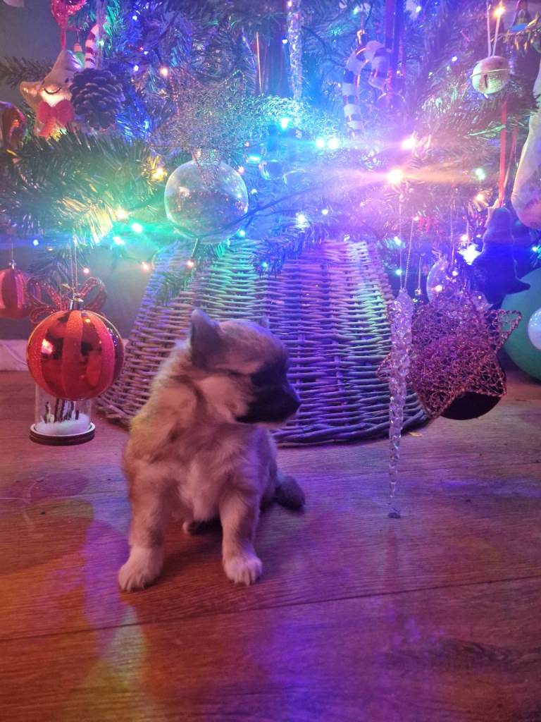 Female chihuahua puppy