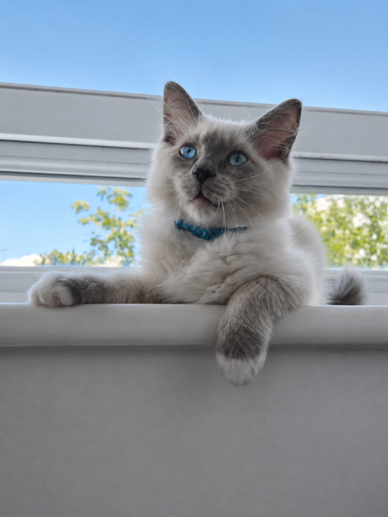 Pure Ragdoll Kittens Available 
