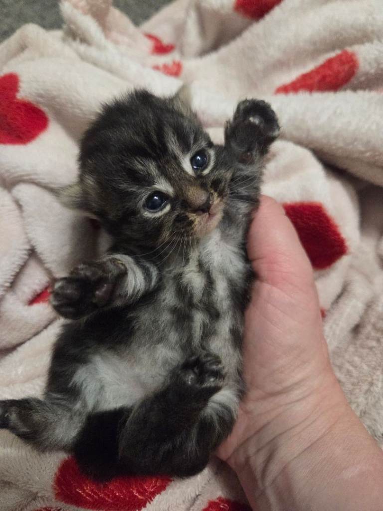 Kittens for reservation/sale