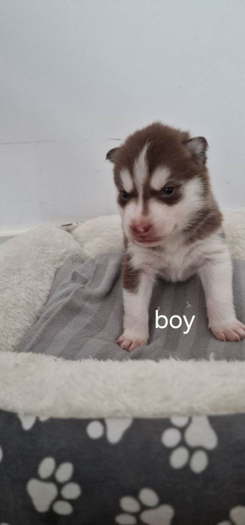 🔥💙🐺 SIBERIAN HUSKY PUPPIES – READY TO RESERVE!