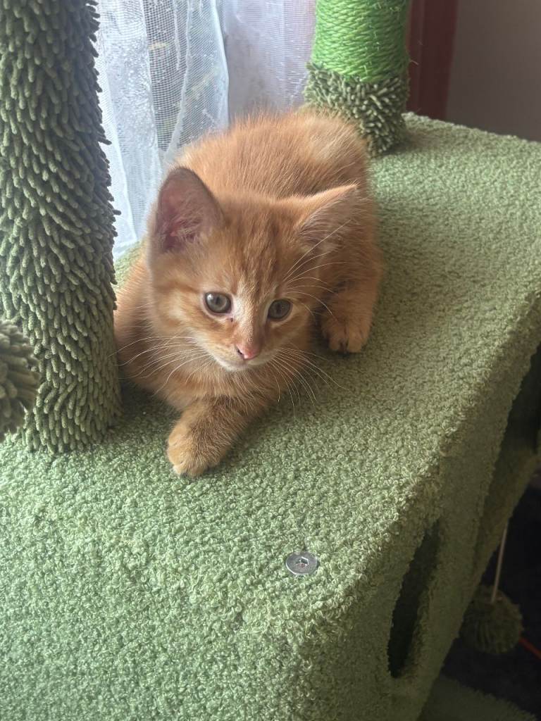 Kittens