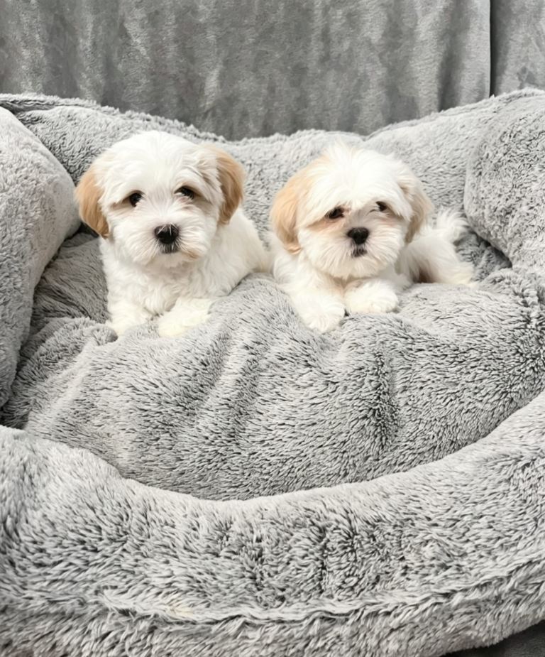 Shih Tzu puppy’s 