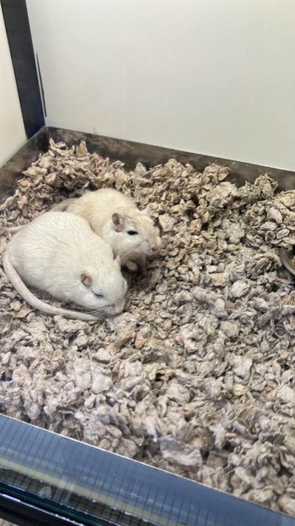 Male Gerbils 