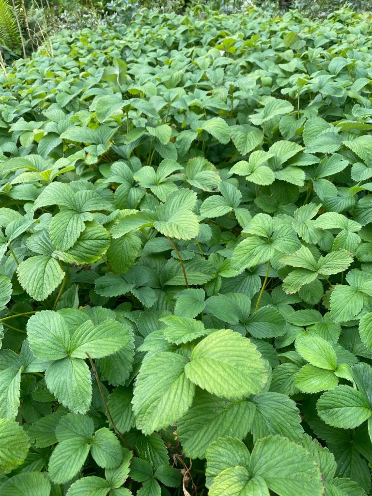FREE white strawberry plants/runners