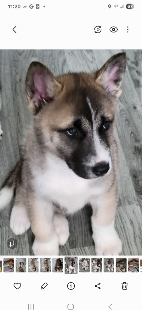 Huskita. Husky x akita