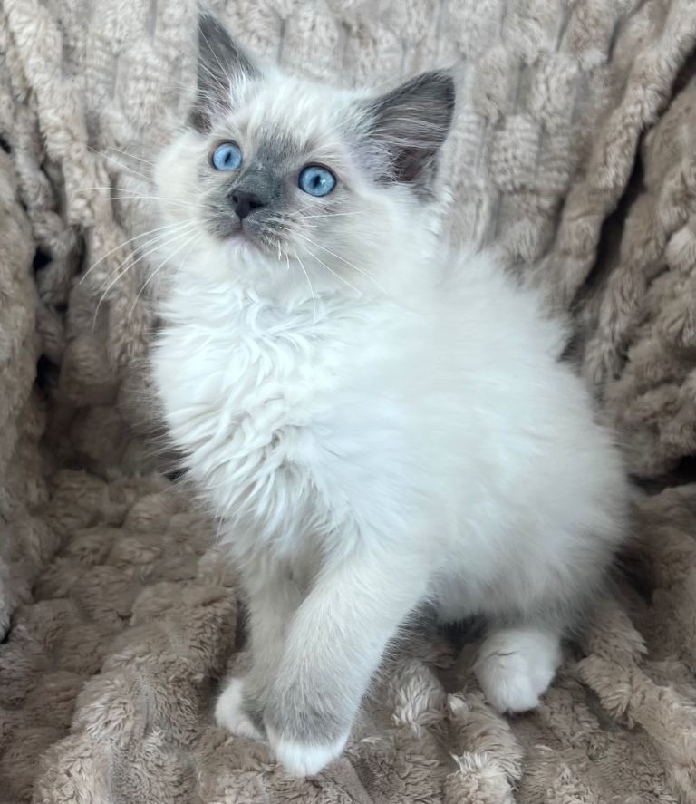 Ragdoll Boy is Looking for Loving Home