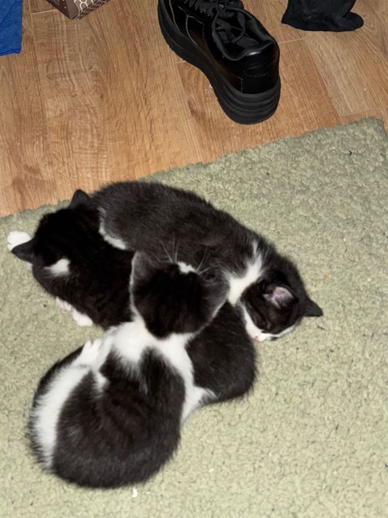 Kitties 