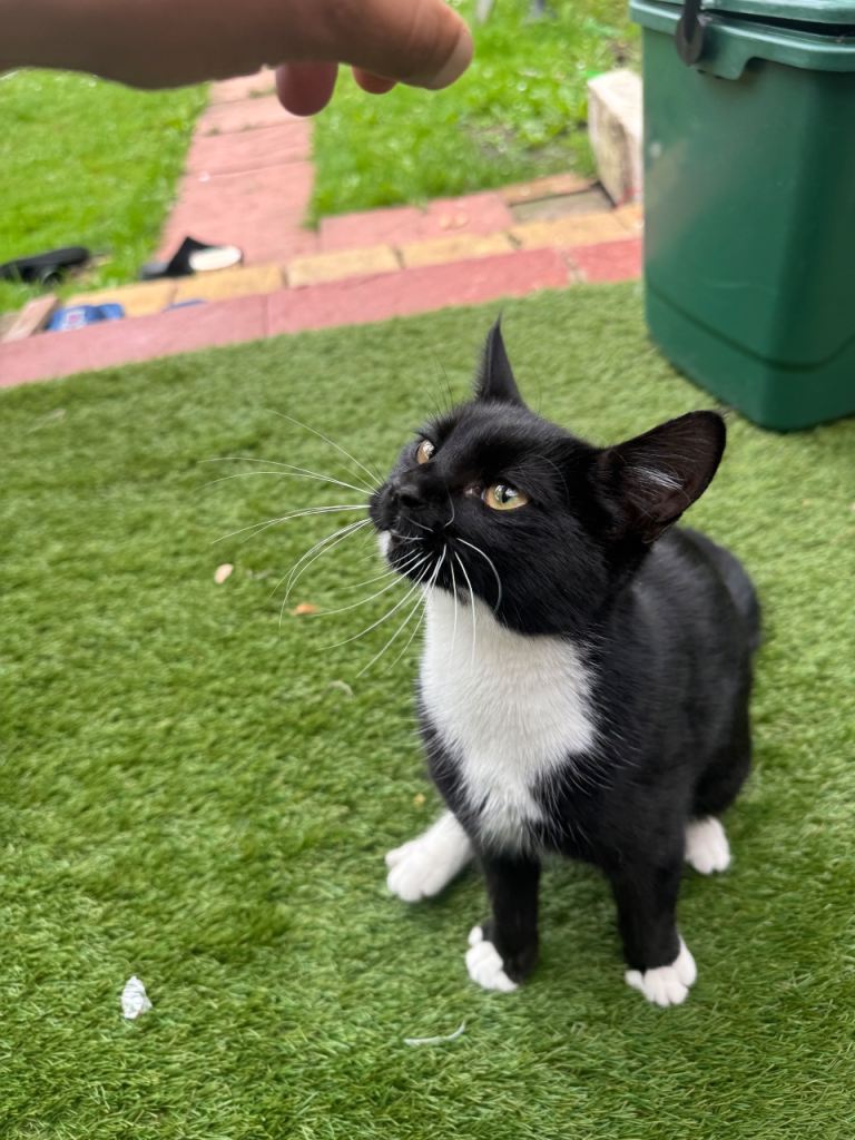 6 months old black and white female cat - super friendly 
