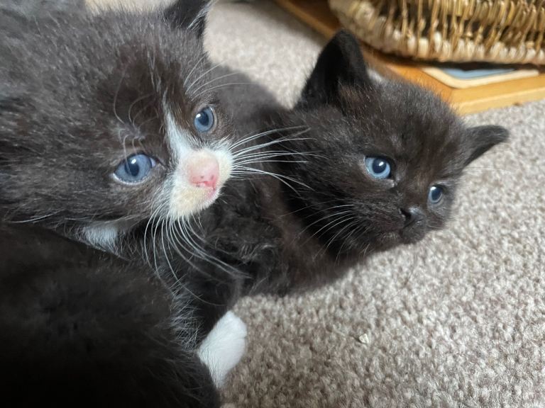 Nebelung cross kittens.