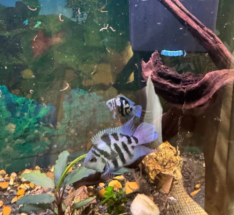 Two Blue Polar Cichlids