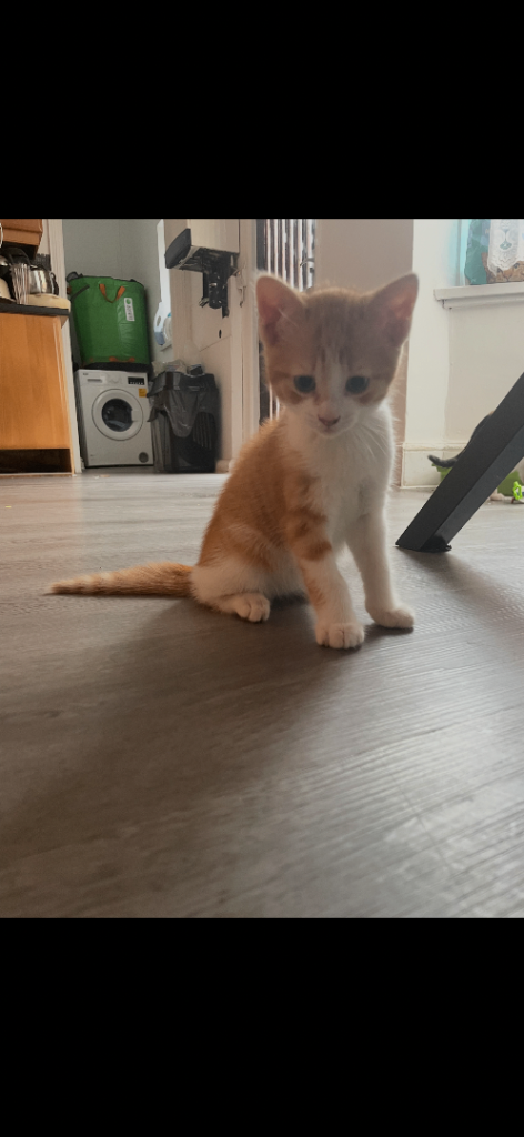 Adorable Kittens Looking for Loving Homes 🐾