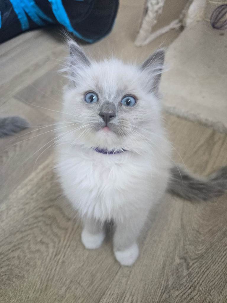 Ragdoll 