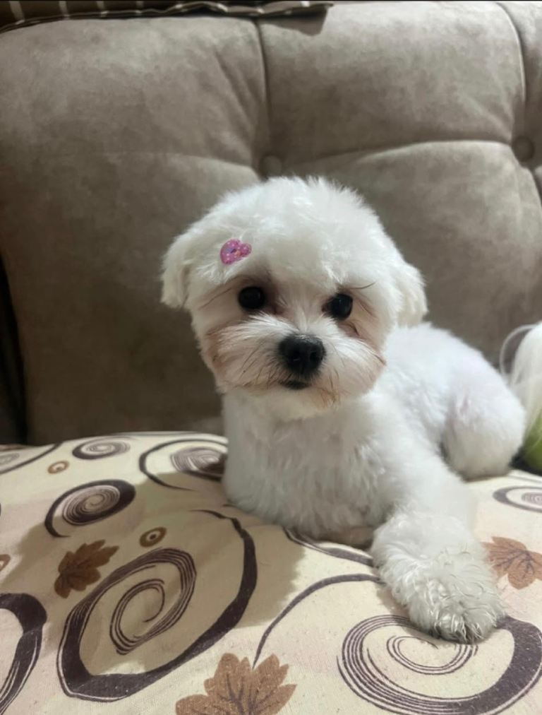 Bichon Maltese - 2 years old