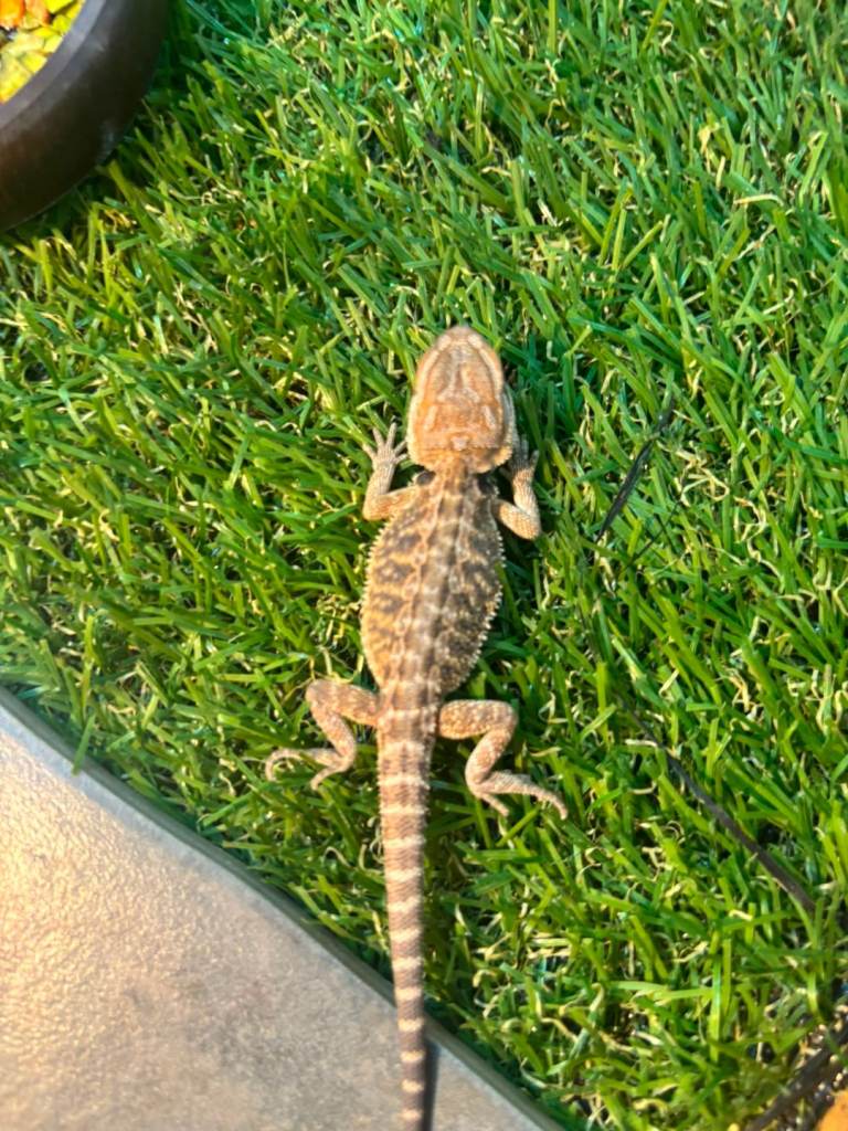 Baby bearded dragons available now 