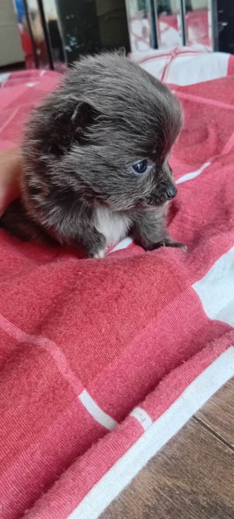 REDUCED LAST BOYS Beautiful male pomeranian x chihuahua puppys 