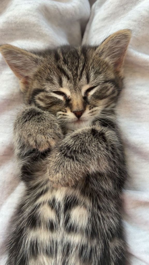 Maine Coon x Ragdoll Kittens (Girls)