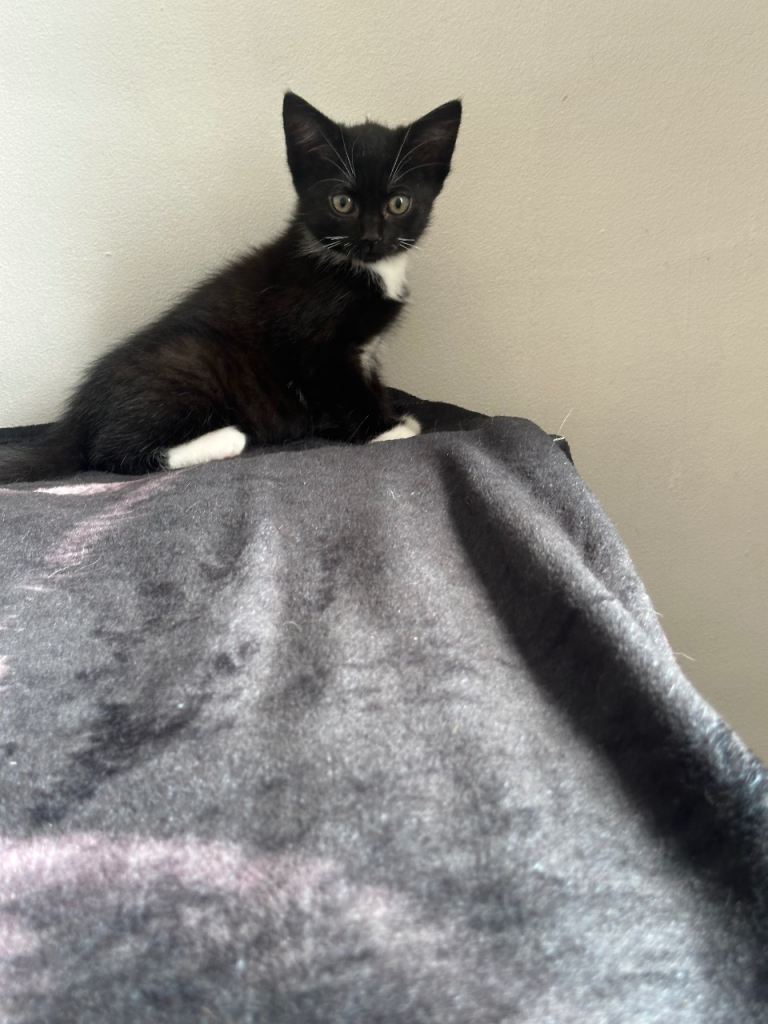 One kitten left female 🐈‍⬛