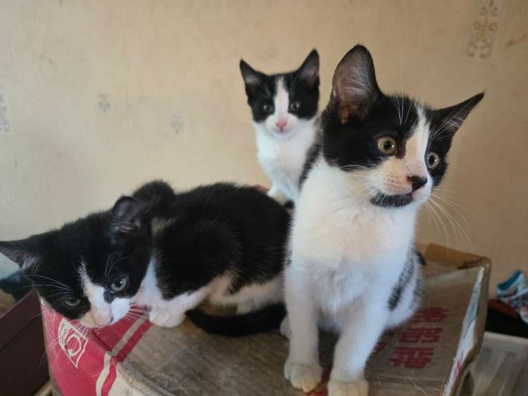 Three Tuxedo kittens.