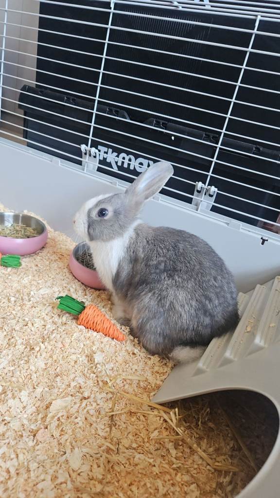 Grey and white rabbit