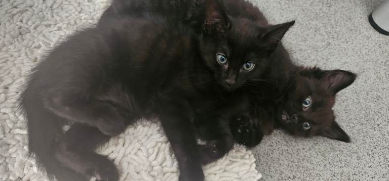 Lovelly kittens