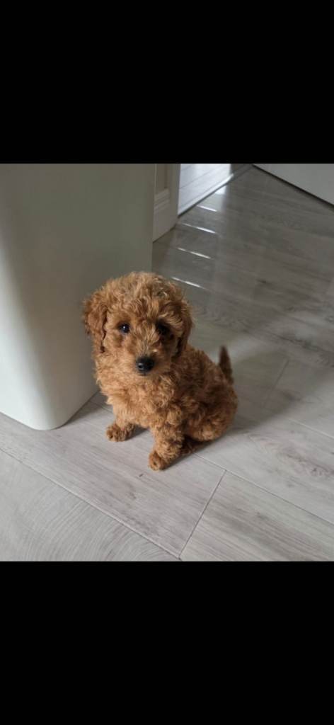 Toy poodle puppy