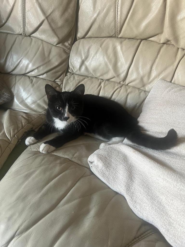 Kitten for sale