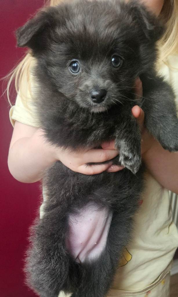 Blue pomchi puppy 💙