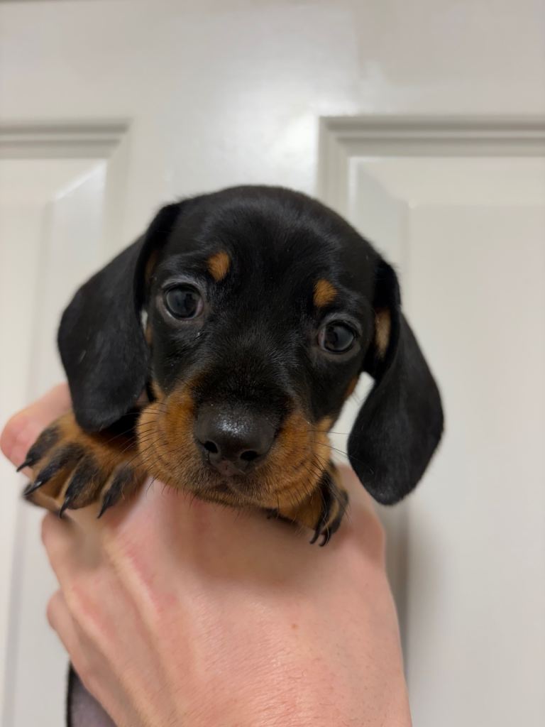 Beautiful female dachshund puppy for sale