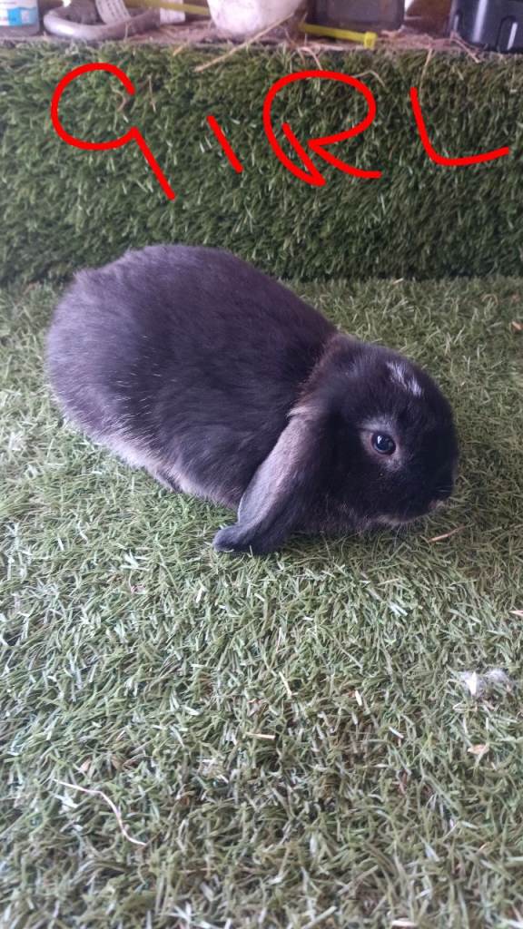 Pure mini lops 