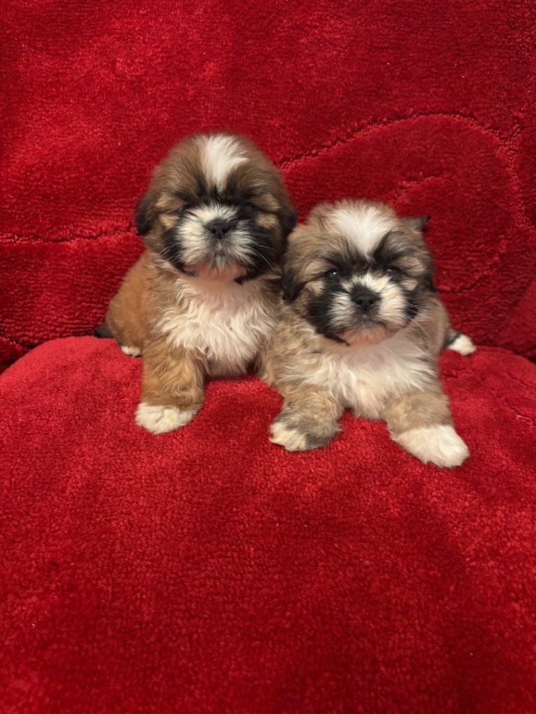 Shih tzu puppies 